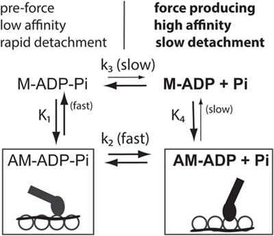 Steric blocking upside down: a different way of thinking about the competition between myosin and tropomyosin